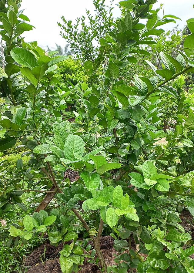 Penyebaran Jeruk Lemon