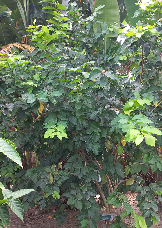 Penyebaran Kacang Almond