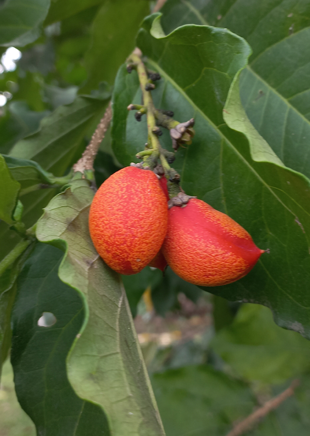 Penyebaran Kacang Almond