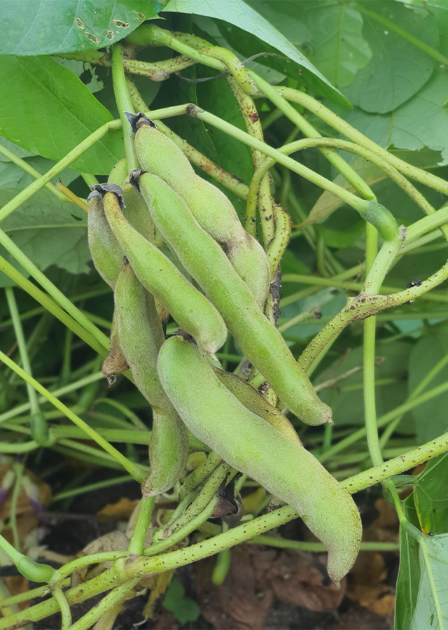 Penyebaran Kacang Benguk