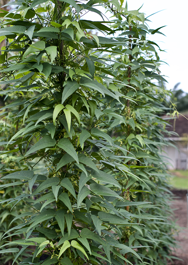 Penyebaran Kacang Jawa