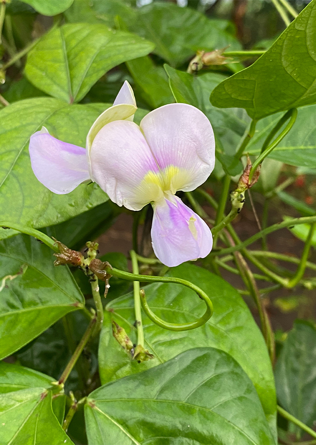 Penyebaran Kacang Panjang