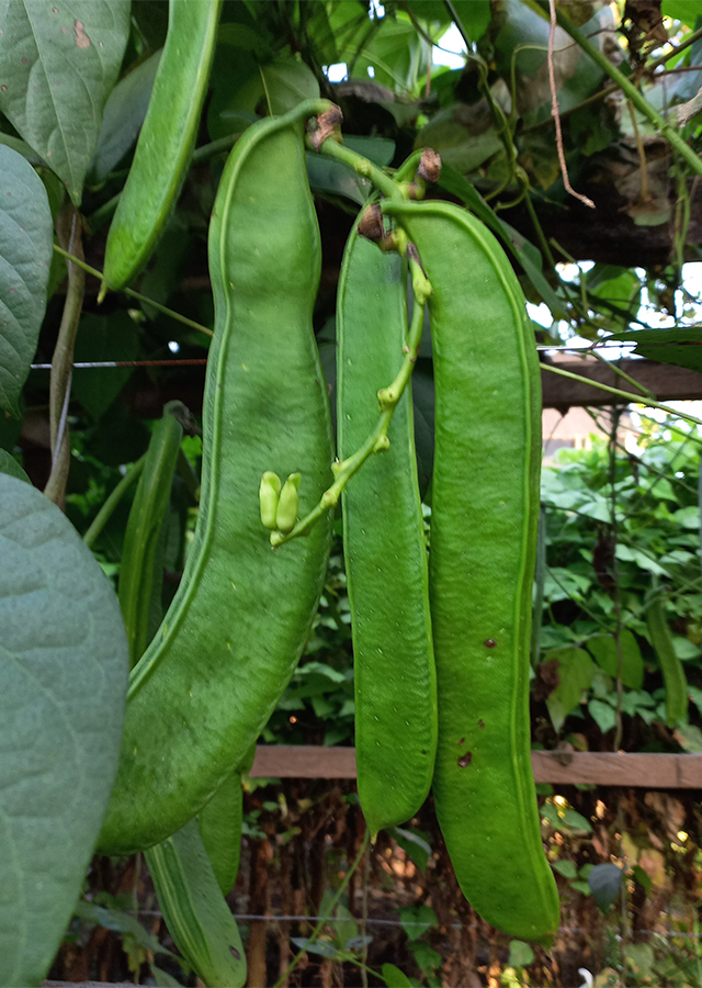 Penyebaran Kacang Pedang Putih