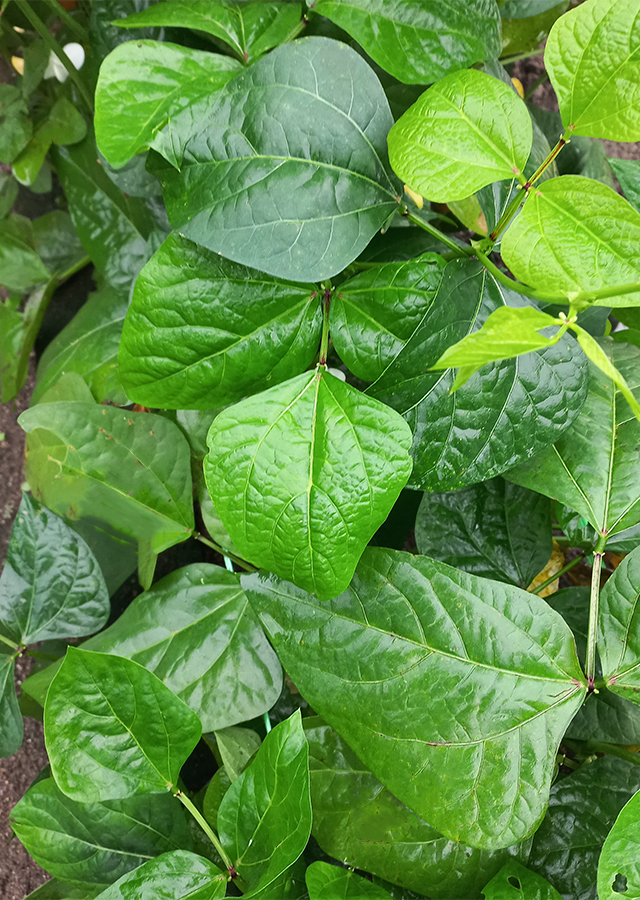 Penyebaran Kacang Tunggak