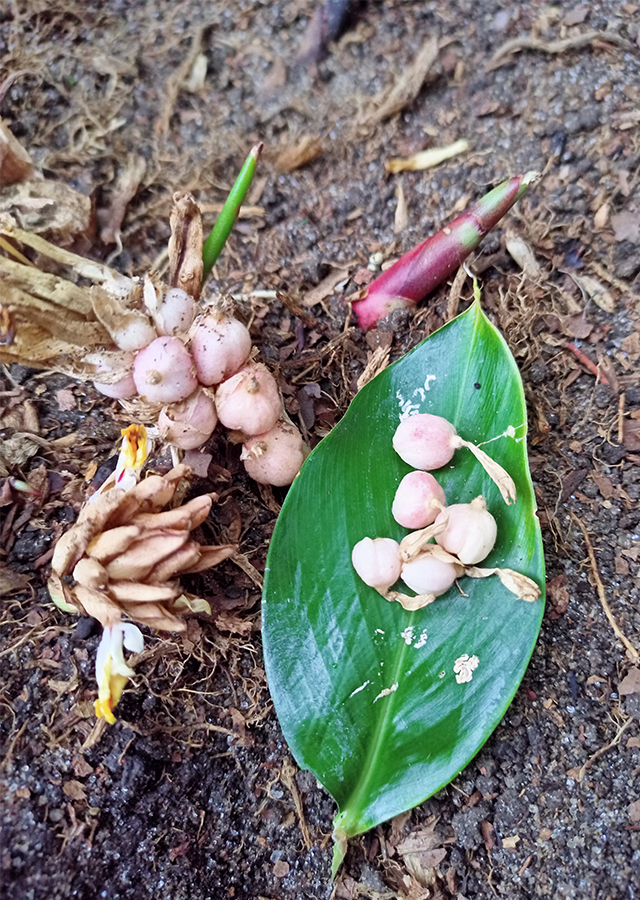 Penyebaran Kapulaga