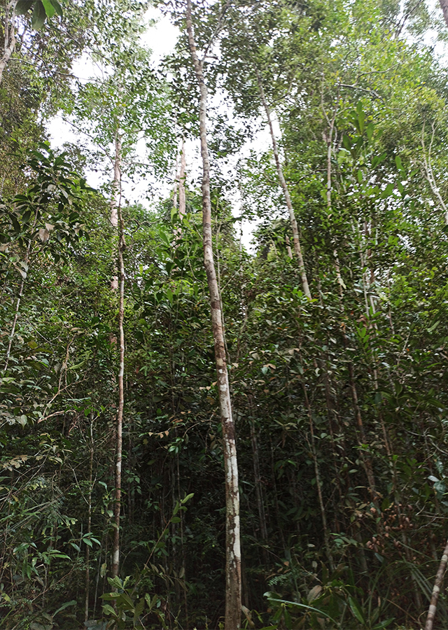 Penyebaran Kayu Raru