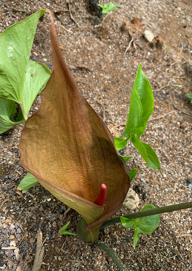 Penyebaran Keladi Puyuh