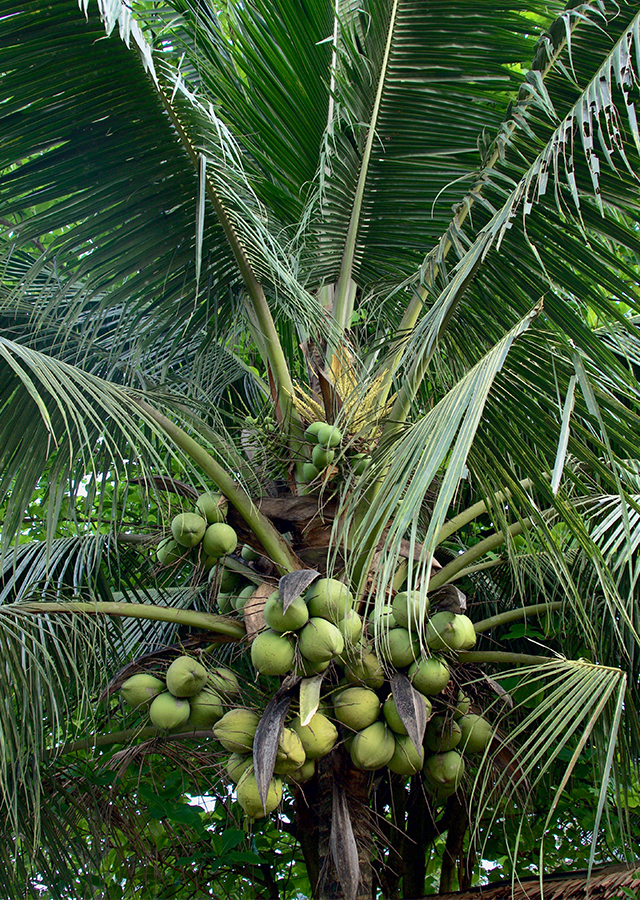 Penyebaran Kelapa