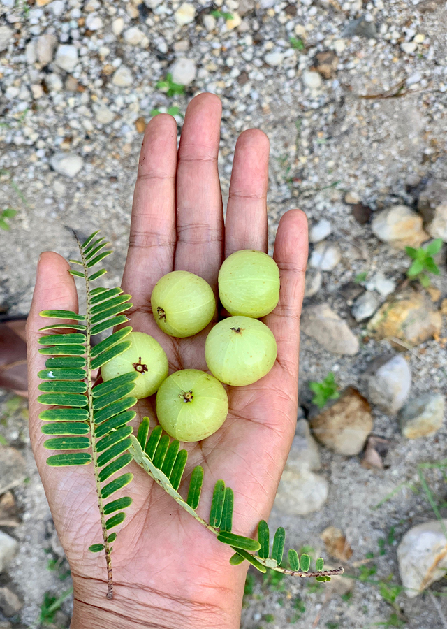 Penyebaran Kimalaka