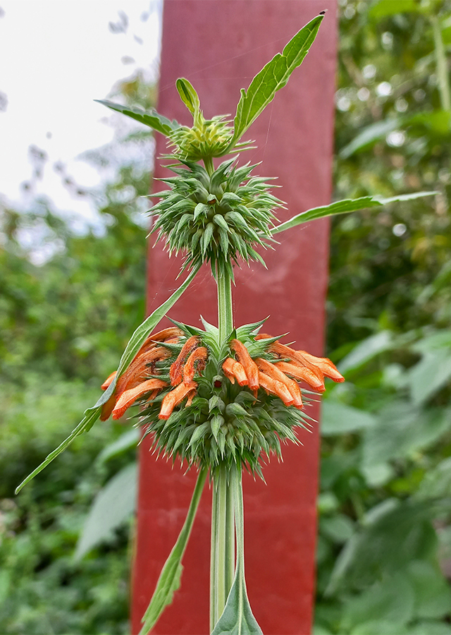 Penyebaran Klip Dagga