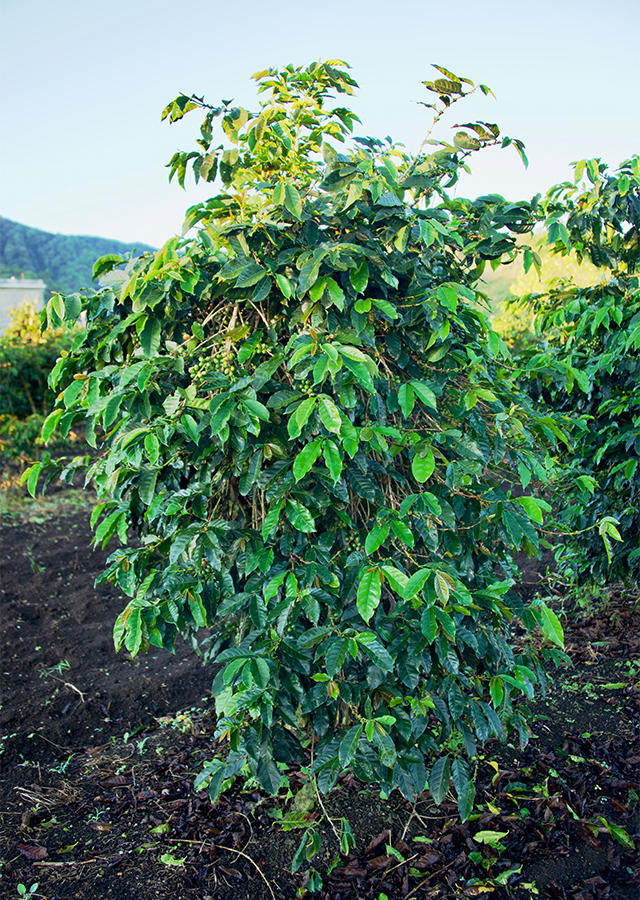 Penyebaran Kopi Arabica