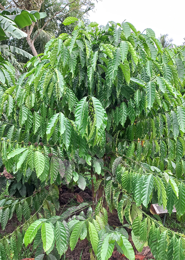 Penyebaran Kopi Robusta