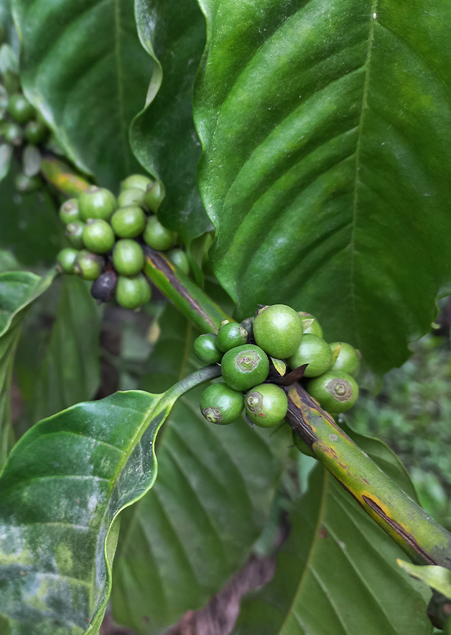 Penyebaran Kopi Robusta