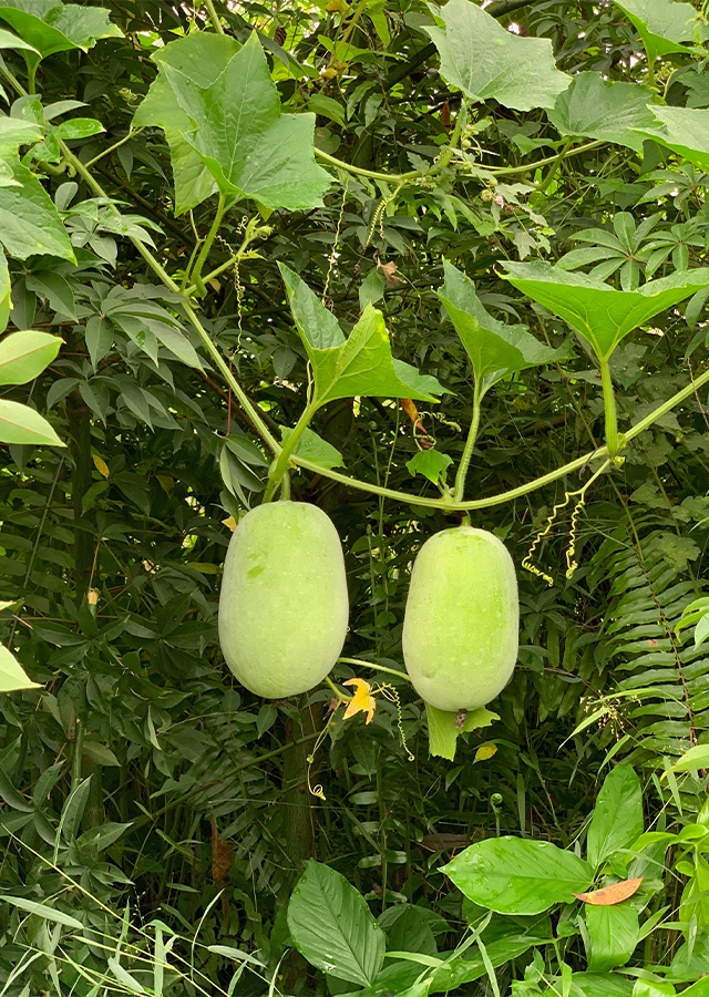 Penyebaran Kundur