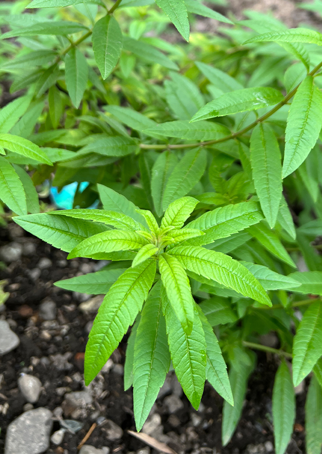 Penyebaran Lemon Verbena