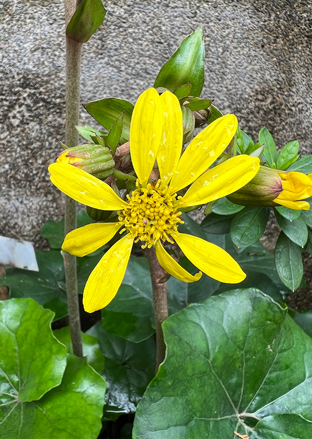 Penyebaran Ligularia