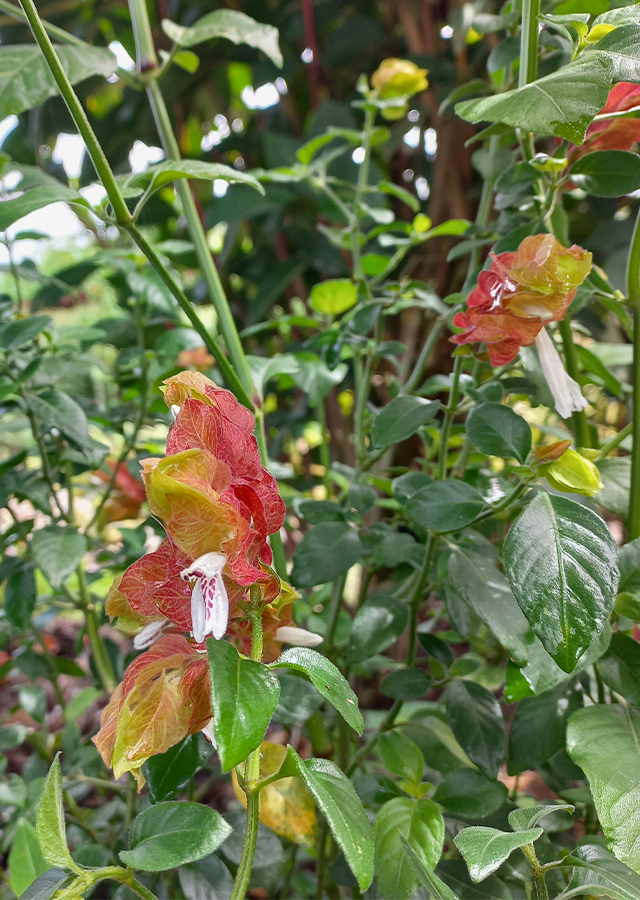 Penyebaran Lolipop Merah