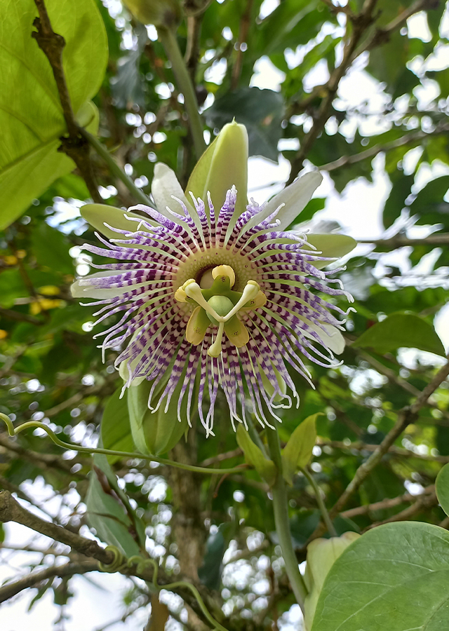 Penyebaran Markisa Bandung