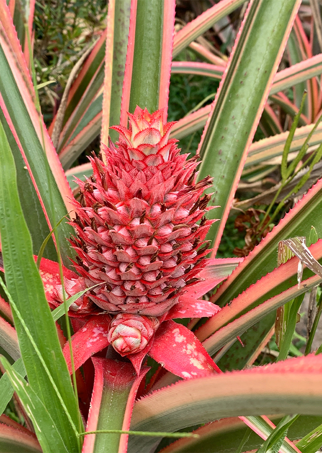 Penyebaran Nanas Merah