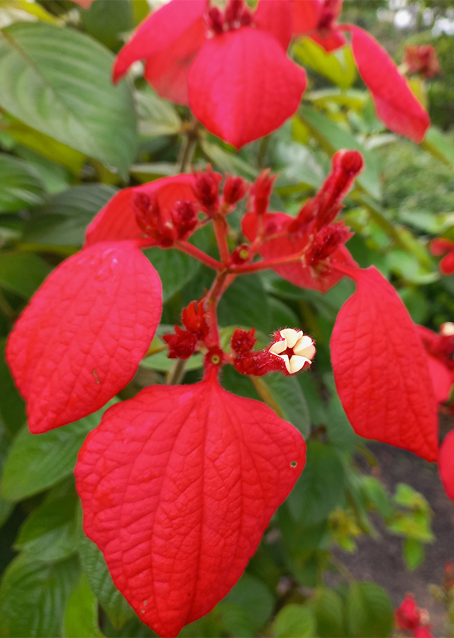 Penyebaran Nusa Indah Merah