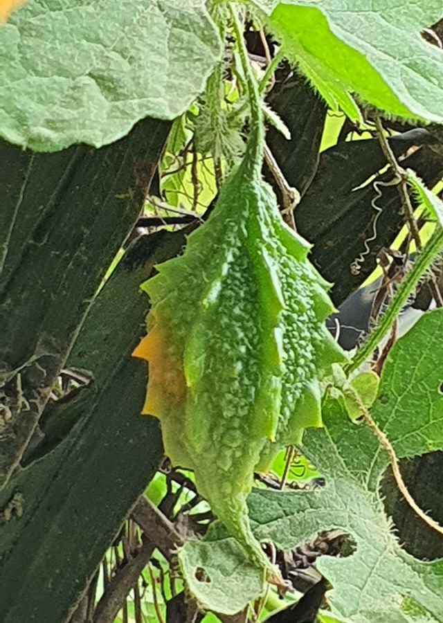 Penyebaran Pare Hutan