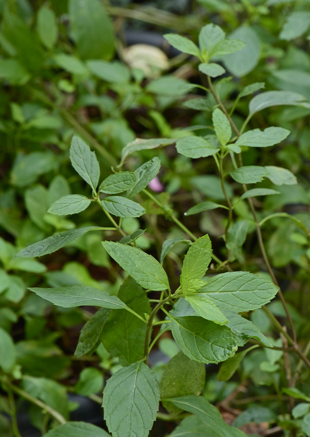 Penyebaran Peppermint