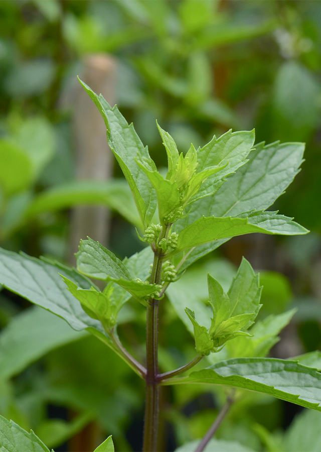 Penyebaran Peppermint