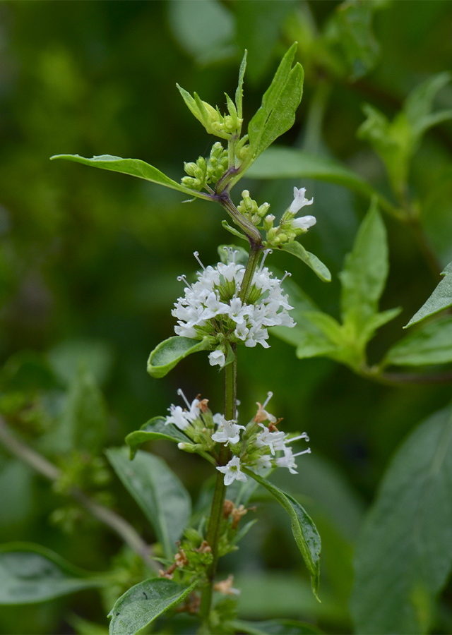 Penyebaran Peppermint