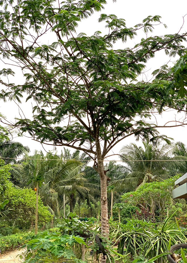 Penyebaran Petai