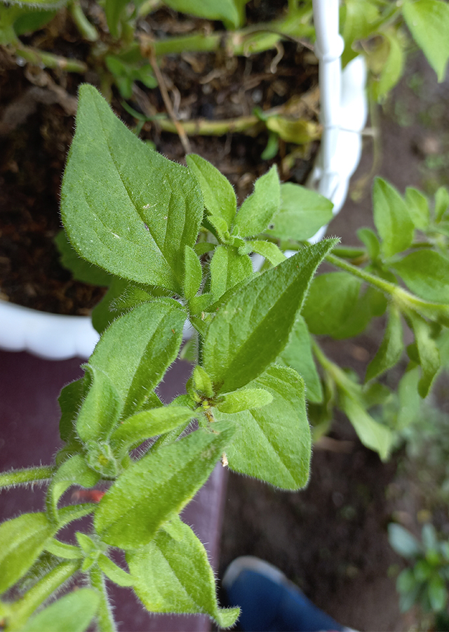 Penyebaran Petunia