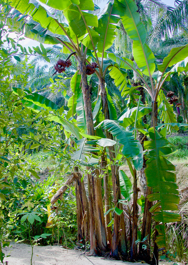 Penyebaran Pisang Merah