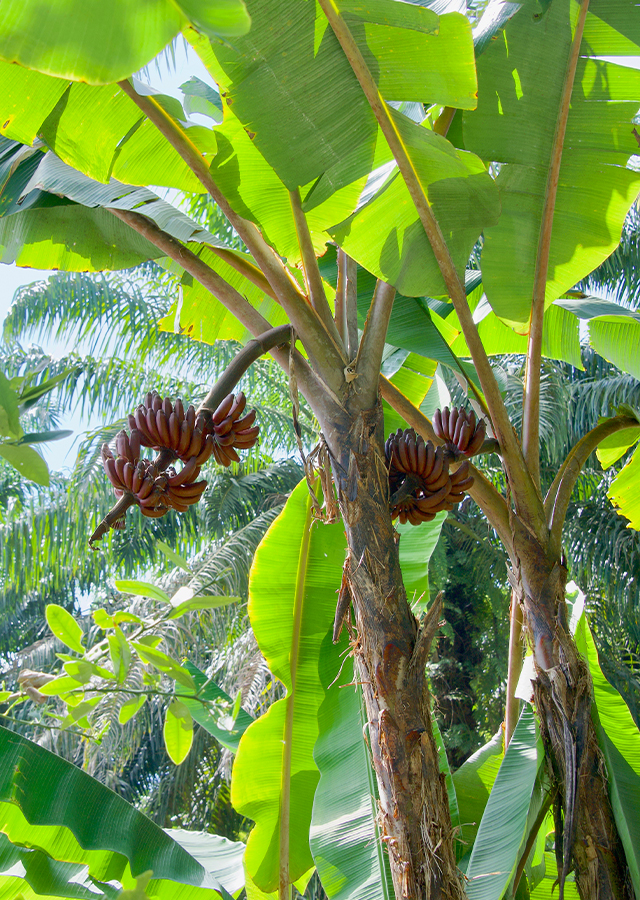 Penyebaran Pisang Merah