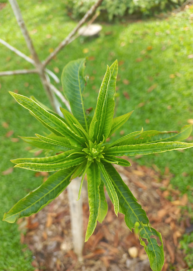 Penyebaran Pohon Kanon