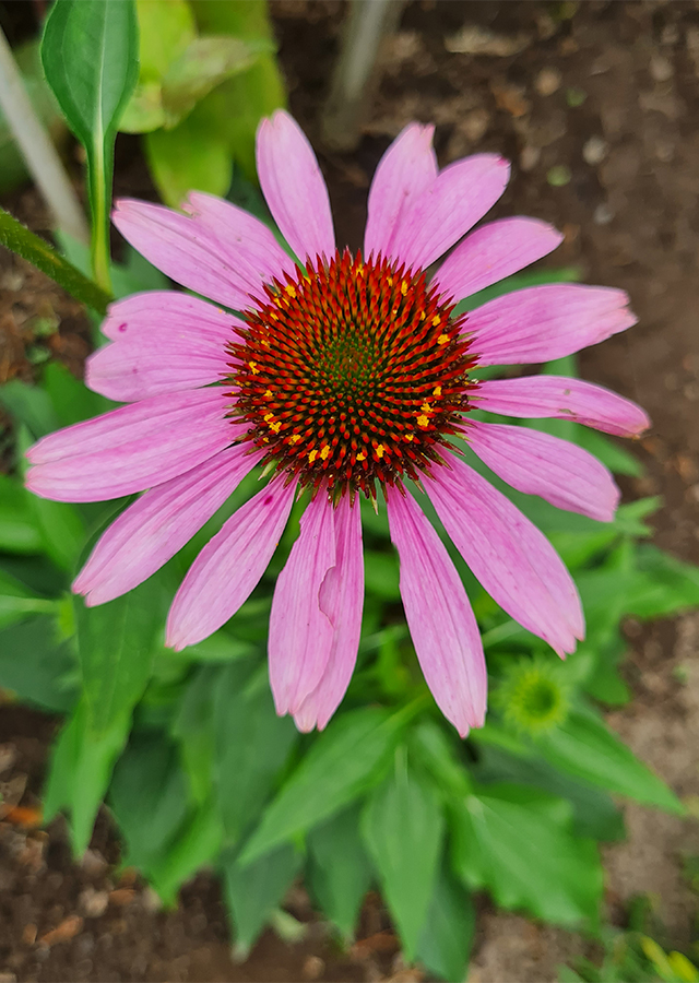 Penyebaran Purple Coneflower