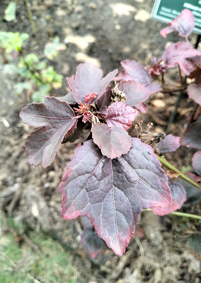 Penyebaran Rosella Daun Merah