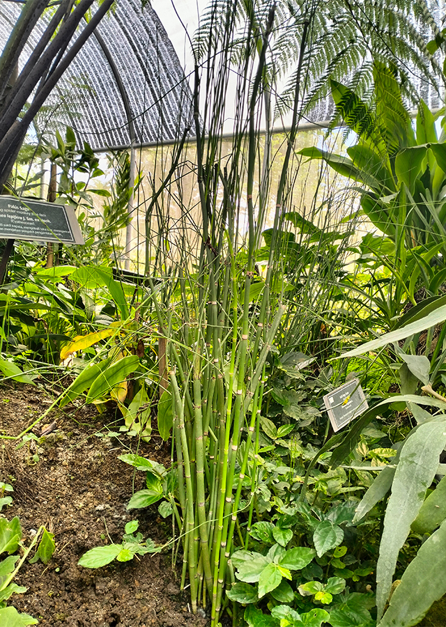 Penyebaran Rumput Bolong