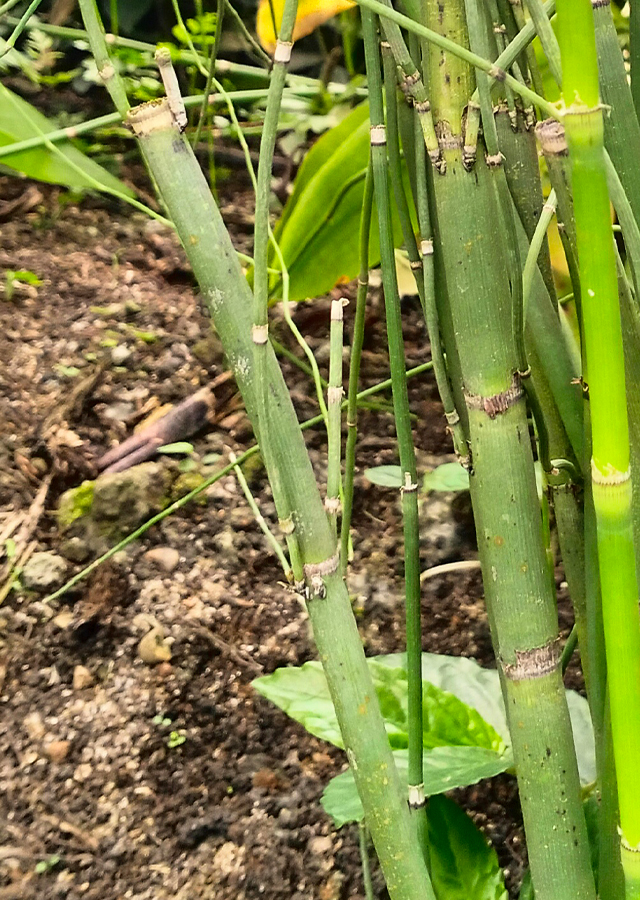 Penyebaran Rumput Bolong