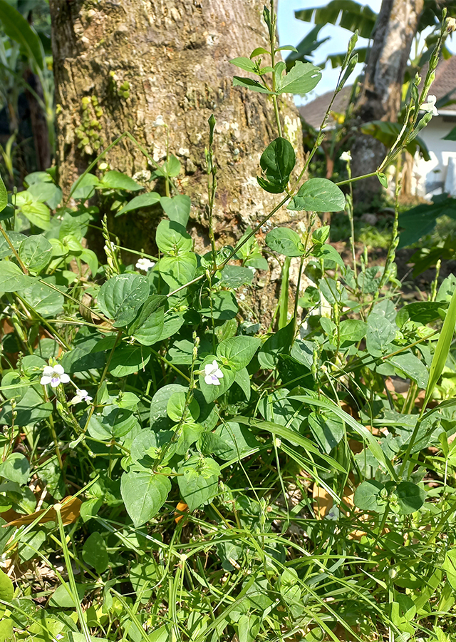 Penyebaran Rumput Israel