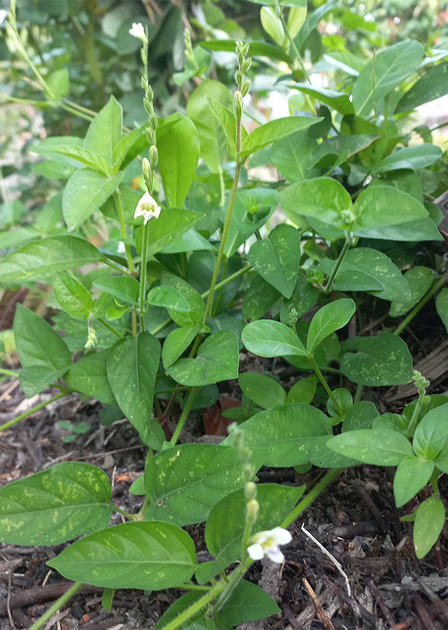 Penyebaran Rumput Israel