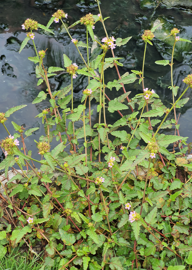 Penyebaran Rumput Jelumpang