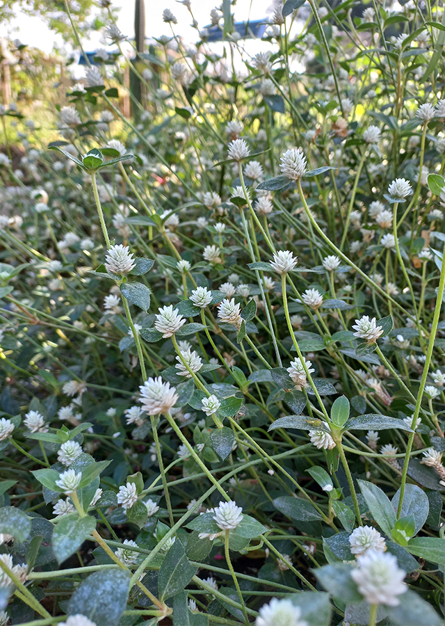 Penyebaran Rumput Kancing Putih