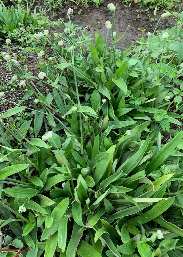 Penyebaran Rumput Pada Suka