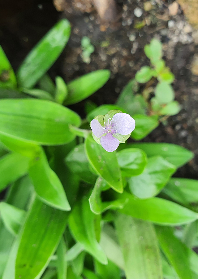 Penyebaran Rumput Pada Suka