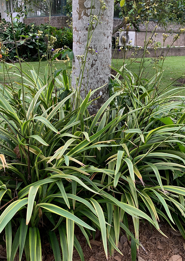 Penyebaran Rumput Siak-Siak