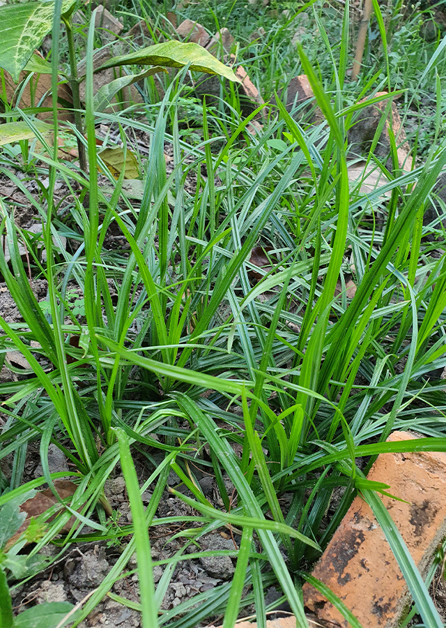 Penyebaran Rumput Teki