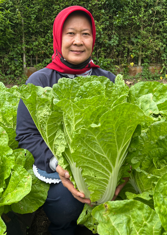 Penyebaran Sawi Putih