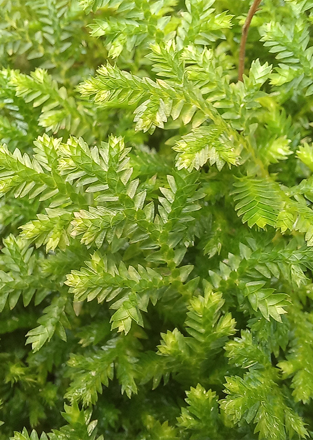 Penyebaran Selaginella kraussiana