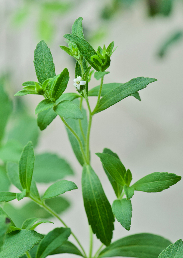 Penyebaran Stevia