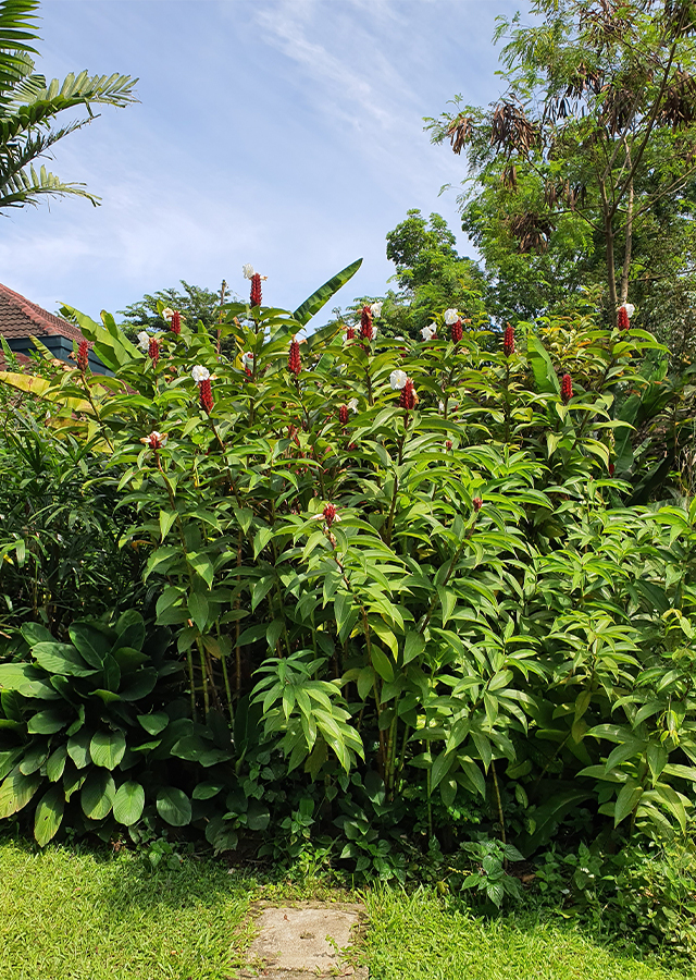 Penyebaran Tabar-Tabar