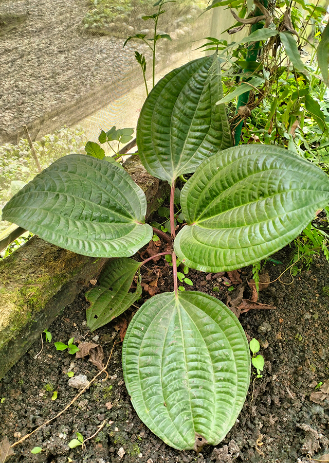 Penyebaran Tapak Sulaiman